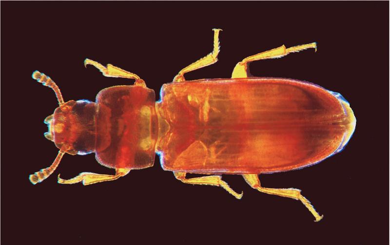Reismehlkäfer (Tribolium castaneum)