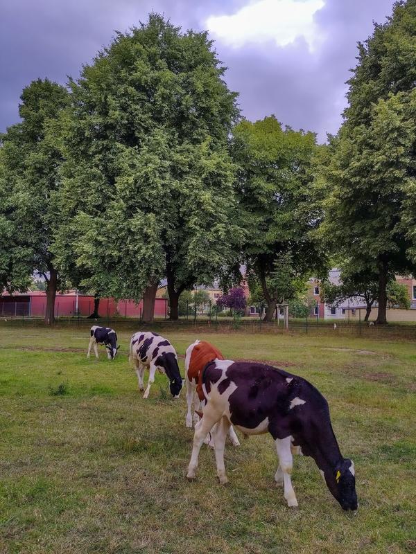 Jungrinder auf der Weide am Forschungsinstitut für Nutztierbiologie (FBN) in Dummerstorf – hier wurden auch die Versuche zur emissionsmindernden Wirkung von Weidenlaub durchgeführt.
