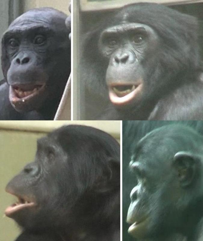 Alle vier Individuen zeigen eine entspannte Unterlippe, die nach vorne fällt, weg von den Zähnen. Sie heben die Augenbrauen an und senken den Kiefer. Die Forschenden identifizieren die Bewegungen in den Gesichtern von Bonobos aus anatomischer Sicht.