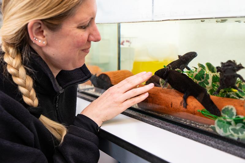 Little helper for science: Dr Sarah Strauß has found effective antibiotic alternatives on the skin of the axolotl, which also fight tumour cells. 