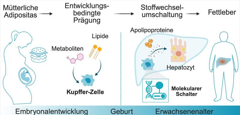 Stoffwechselprodukte der Mutter programmieren Kupffer-Zellen dauerhaft um. Dadurch ändert sich ihre Funktion, was in den Leberzellen (Hepatozyten) zur Anhäufung von Fetten und zur Fettleber führt. Die Grafik wurde mit BioRender.com erzeugt. 