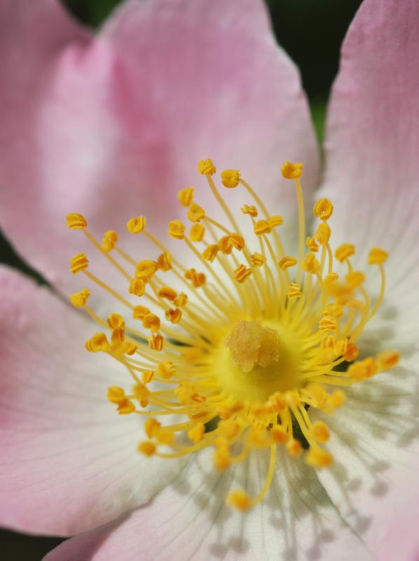 Pentaploid Rosa canina’s flower reveals its unique sexual reproduction: asymmetric meiosis maintains pentaploidy - a rare strategy among eukaryotes.