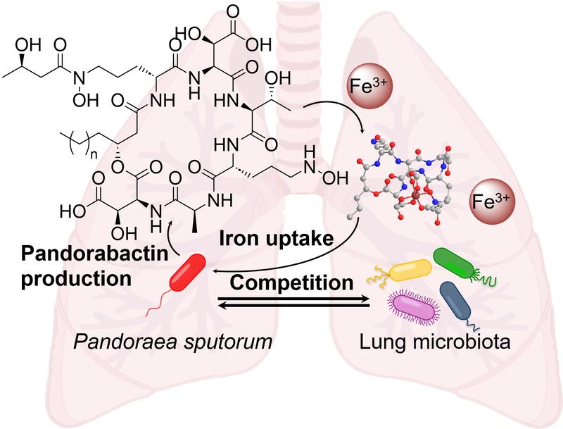 Competition for iron
