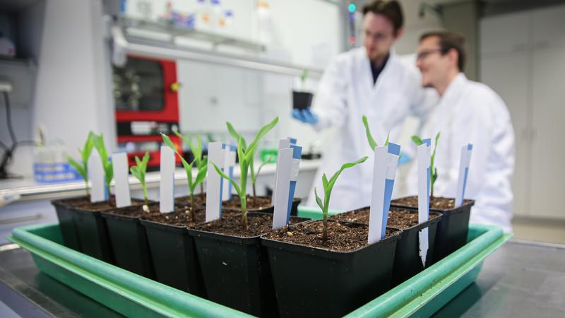 Maisversuchspflanzen im Labor