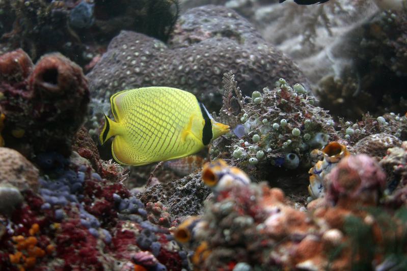Zu den als schön wahrgenommenen Rifffischen zählen die Falterfische wie der hier abgebildete "Großschuppen-Falterfisch" (Chaetodon rafflesii), fotografiert in einem Riff in Indonesien.