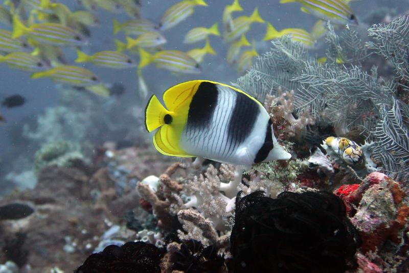 Zu den als schön wahrgenommenen Rifffischen zählen die Falterfische wie der "Pazifische Doppelsattel-Falterfisch" (Chaetodon ulietensis), fotografiert in einem Riff in Indonesien.