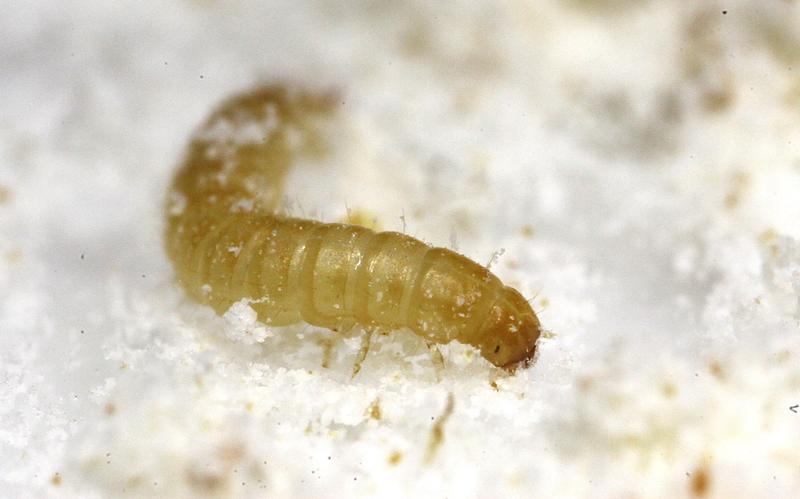 The team used red flour beetle larvae for the study.