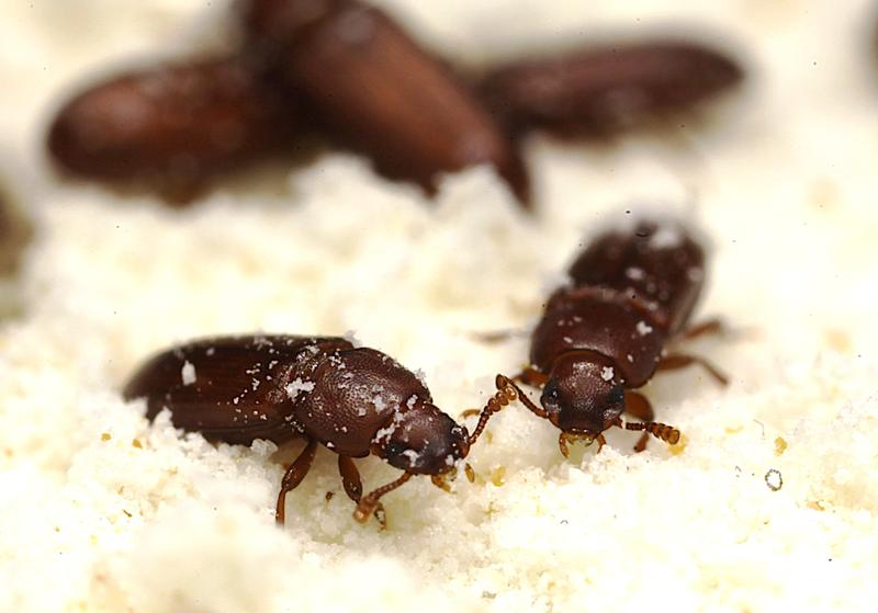 Ein Forschungsteam um den Biologen Prof. Dr. Joachim Kurtz untersuchte die Evolution eines Insekten-Pathogens in Mehlkäfern (Foto).