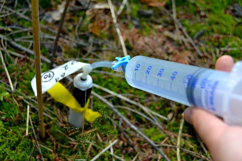 Wasser, das mit schweren Isotopen markiert wurde, wird über eine Röhre in tiefere Bodenschichten geleitet. Wenn die Bäume von dort Wasser aufnehmen, kann man die Markierung im Baum wiederfinden.