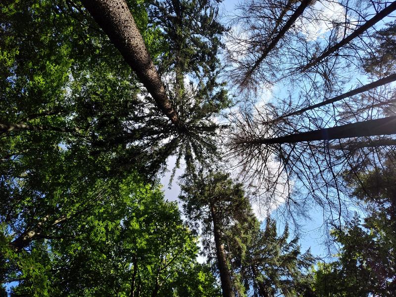 Ein Mischbestand aus Rotbuche und Fichte auf einer der untersuchten Waldflächen im niedersächsischen Tiefland. Einige Fichten sind abgestorben.