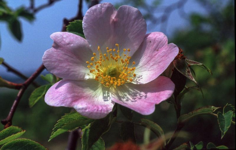 Die Hundsrose (Rosa canina) hat ein ungewöhnliches Fortpflanzungssystem. 