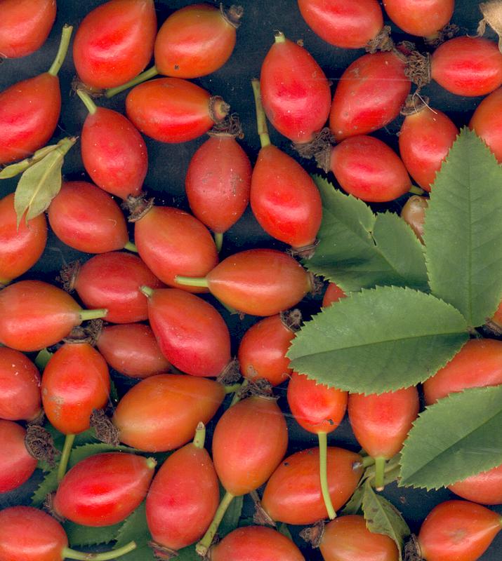Hagebutten, die Früchte der Hundsrose. 