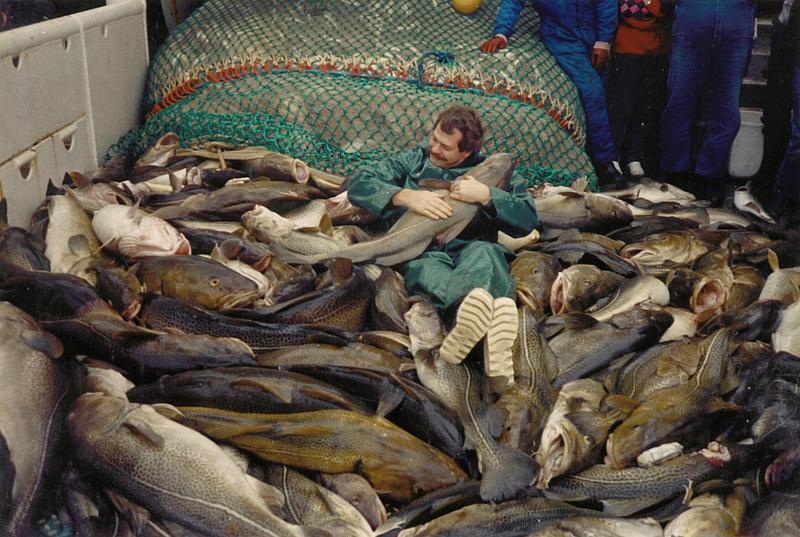 Fischereiausfahrt im März 1987: Der finnische Fischereibiologe Eero Aro liegt auf einem Berg mächtiger Dorsche und hält ein Exemplar von über einem Meter Länge im Arm.