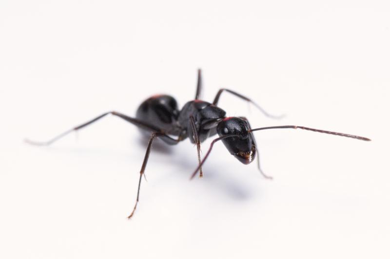 Das Foto zeigt eine Arbeiterin der Art Camponotus japonicus, welche in weiten Teilen Ost-Asiens verbreitet ist. 