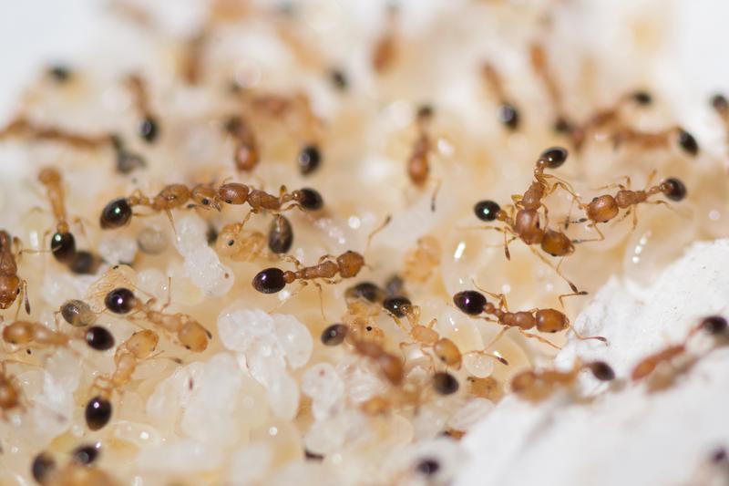 A colony of the ant species Cardiocondyla obscurior