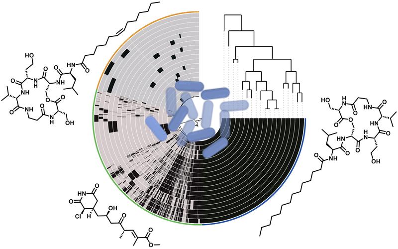 Die Pangenomanalyse von Pseudomonas-syringae-Stämmen (Mitte) hat es ermöglicht, neue Verbindungen zu finden (außen).