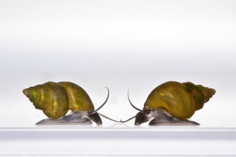 Potamopyrgus antipodarum