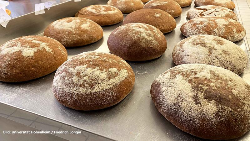 Vom Acker bis in die Backstube: Im Projekt Betterwheat untersuchen Forschende unter anderem, wie sich der Nährstoffgehalt im Weizenbrot künftig steigern lässt. 