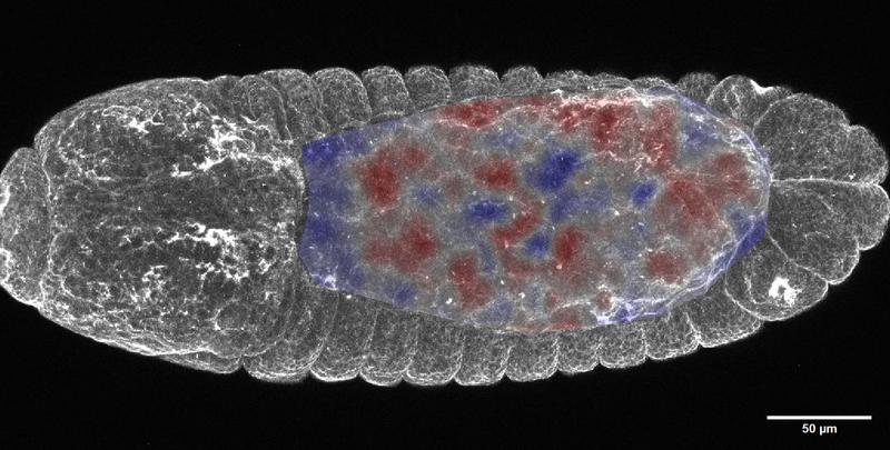 Modelorganismus der Studie: Embryo der Fruchtfliege (Drosophila) in der Rückenansicht. In den rot gefärbten Bereichen synchronisieren die Zellen ihre mechanische Zugkraft. Skalenbalken: 50 Mikrometer = 0,05 Millimeter