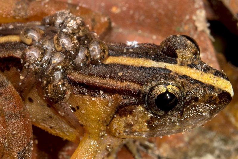 Limnonectes suboliferus, eine neubeschriebene Froschart von der Insel Borneo. Das Bild zeigt ein kaulquappentragendes Männchen aus dem Kubah-Nationalpark, Sarawak, Malaysia.