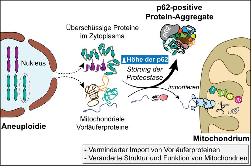  Aneuploide Zellen weisen eine veränderte mitochondriale Struktur und Funktion auf. Grund: Mitochondriale Vorläuferproteine werden in p62-positiven Aggregaten sequestriert, sozusagen „beschlagnahmt“, was den Transport in die Mitochondrien beeinträchtigt.