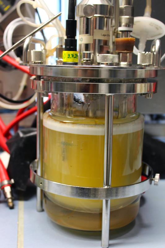 Ein 1-Liter-Fermenter mit Clostridium thermocellum nach Wachstum auf Zellobiose als Kohlenstoffquelle unter anaeroben Bedingungen.