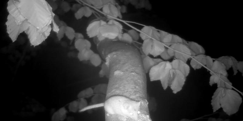 Eine Haselmaus auf dem Kronendach einer Rotbuche in der Nacht.