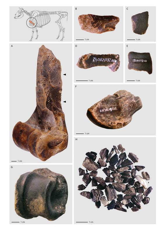 The bones were crushed and chopped into smaller pieces to facilitate the extraction of grease from both the spongy and compact bone tissue.