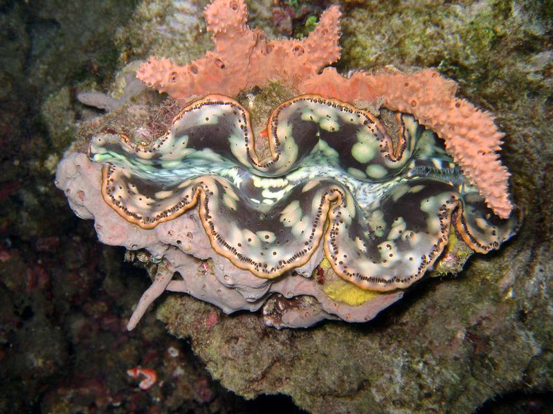 Tridacna gigas (Linnaeus, 1758) - Große Riesenmuschel, Bunaken National Park, Sulawesi Island, Indonesia