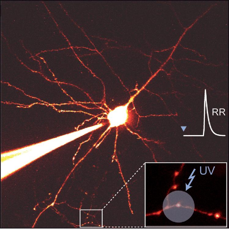 Die mikroskopische Abbildung zeigt eine Nervenzelle und vergrößert die Enden von Nervenzellfortsätzen. Mittels UV-Blitz wurde dort Kalzium freigesetzt, das die Ausschüttung des Neurotransmitters aktiviert.