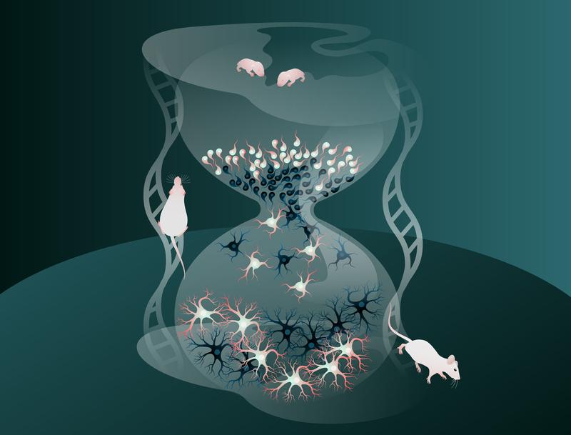 To stay in balance, the brain depends on two types of neurons: Excitatory neurons (in white) and inhibitory neurons (in black). Scientists have now uncovered that inhibitory neurons born later in development mature faster.