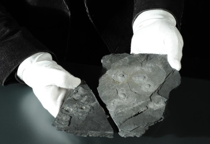 Gesteinsplatte aus Gabun mit mehreren Fossilien