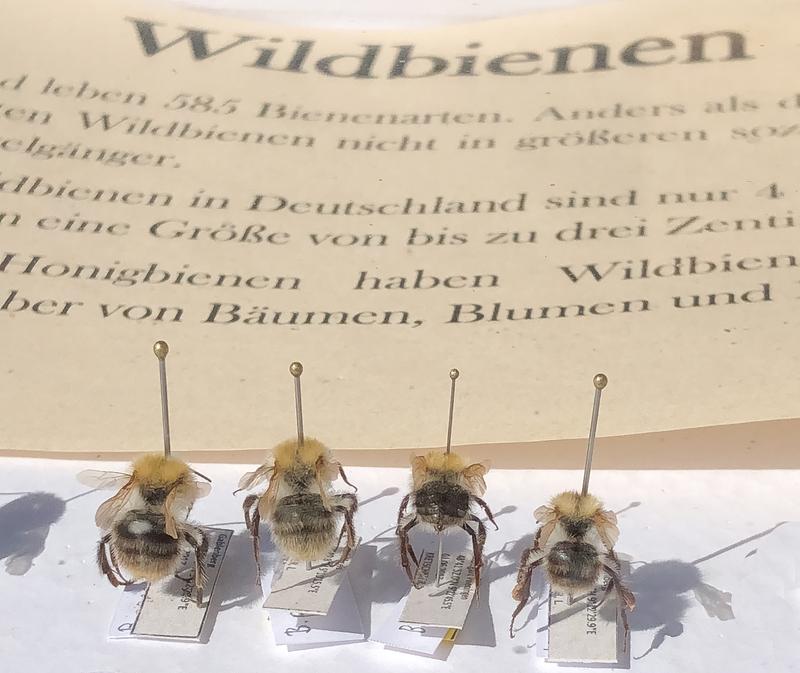 Die Wildbienen und ihre Vielfalt war das Thema in diesem Jahr.      