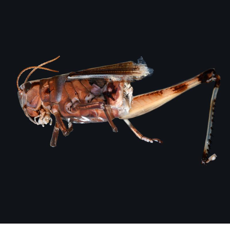 Grünland ökonomisch bewirtschaften und gleichzeitig die Artenvielfalt erhalten, dieser Aufgabe widmen sich Forschende im Projekt „InsectMow“ − damit solche Bilder seltener werden: Tote Sumpfschrecke, die in ein Balkenwerk geraten ist. 