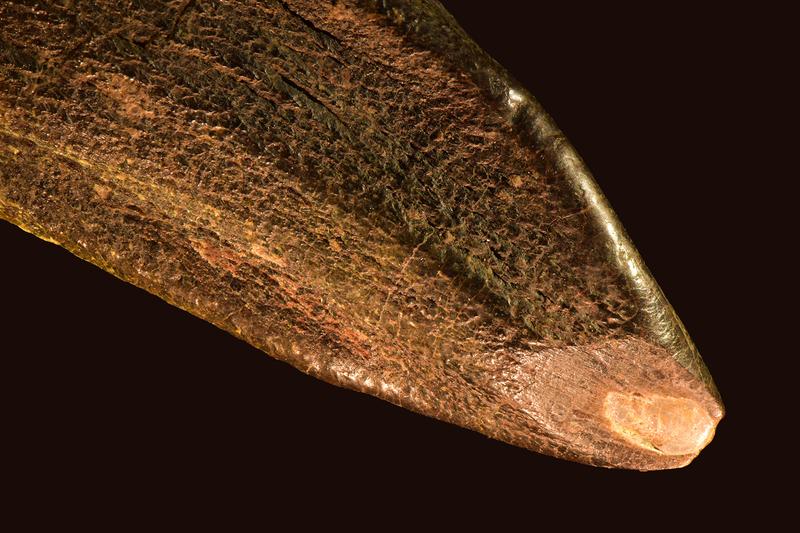 Foto eines Zahns von Giraffatitan aus Tanzania  (Museum für Naturkunde Berlin, MB.R.2180.20.1). Die Abnutzungsfläche mit den Kratzern auf der Zahnspitze ist gut sichtbar.