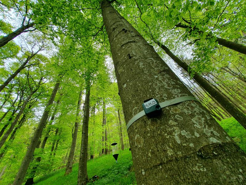 Mittels kleiner Audio-Aufnahmegeräte wurden die Vogelstimmen im Wald rund um die Uhr aufgezeichnet. 