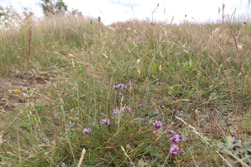 Der Sand-Thymian Thymus serpyllum ist ein „wilder Verwandter“ des Garten-Thymians (Lat. Thymus vulgaris), der als Gewürzpflanze angebaut wird. 