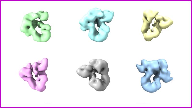 3D-Modelle des BiP–GRP94-Komplexes 