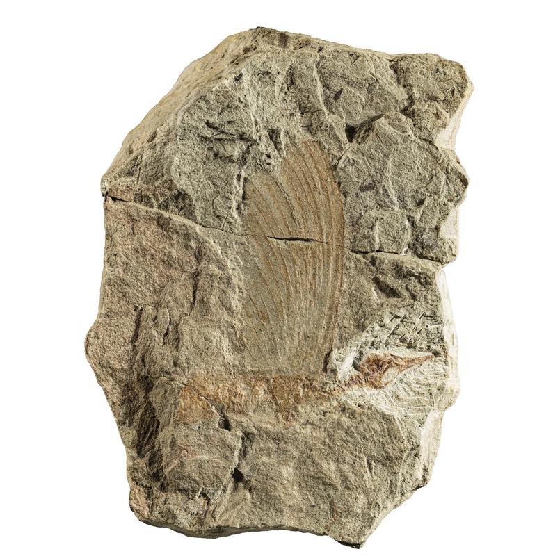 The holotype of Mirasaura (State Museum of Natural History Stuttgart, Germany) showing the bird-like skull and the crest along the back.