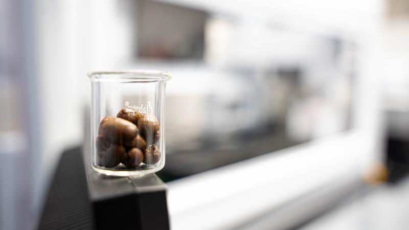 Kaffeebohnen vor dem Pipettierroboter, mit dem das Team ein umfangreiches Screening von 94 verschiedenen Substanzen, darunter Antibiotika und andere, auf ihre Auswirkungen auf das Bakterium E. coli, einen potenziellen Krankheitserreger, durchgeführt hat.