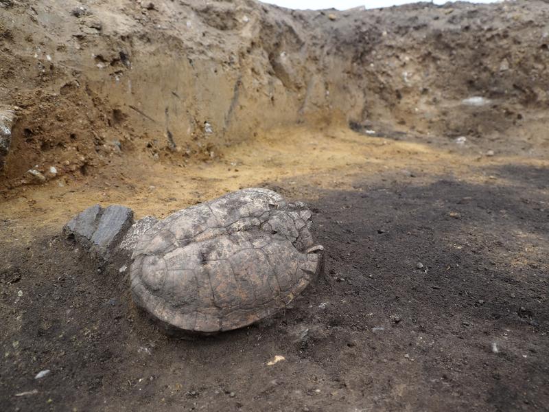 Shell of a pond turtle from an oven pit in Wolmirstedt.