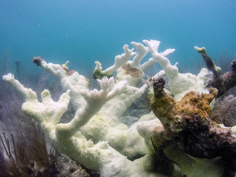 Bedrohte Elchgeweihkoralle, Acropora palmata, im Dry Tortugas National Park, die aufgrund der Hitzewelle im Sommer 2023 alle ihre Algensymbionten (auch Zooxanthellen genannt) verloren hat. 