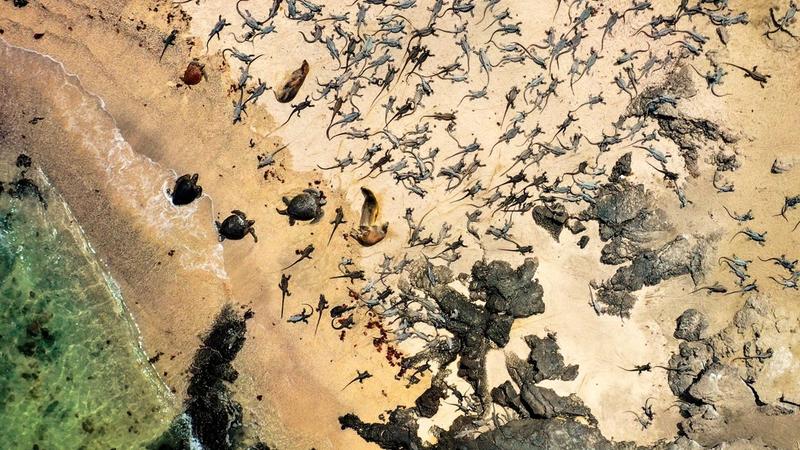 A drone image taken at Cabo Douglas, Fernandina Island, Galapagos. The image was collected as part of the project “Iguanas from Above”.