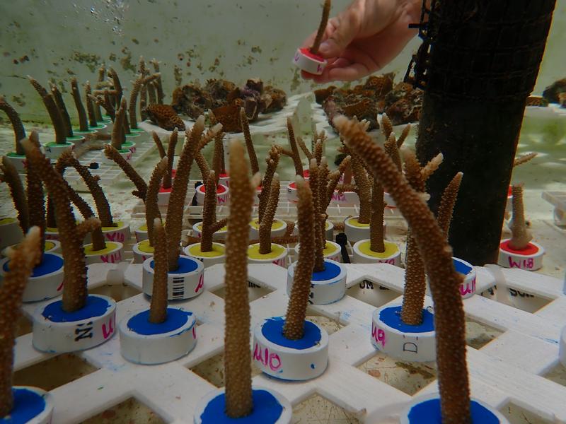 Acropora cf. pulchra fragments kept in experimental tanks prior to characterizing the composition of their microbiome.