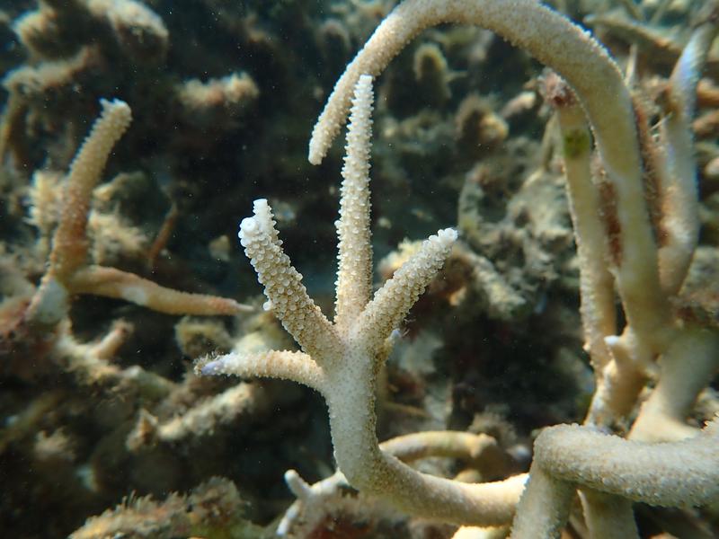 Bild der untersuchten Staghorn-Koralle (Acropora cf. pulchra).