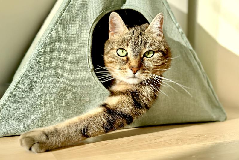 Wer eine Katze besitzt, ist aufgerufen, an einem neuen Citizen-Science-Projekt teilzunehmen. 