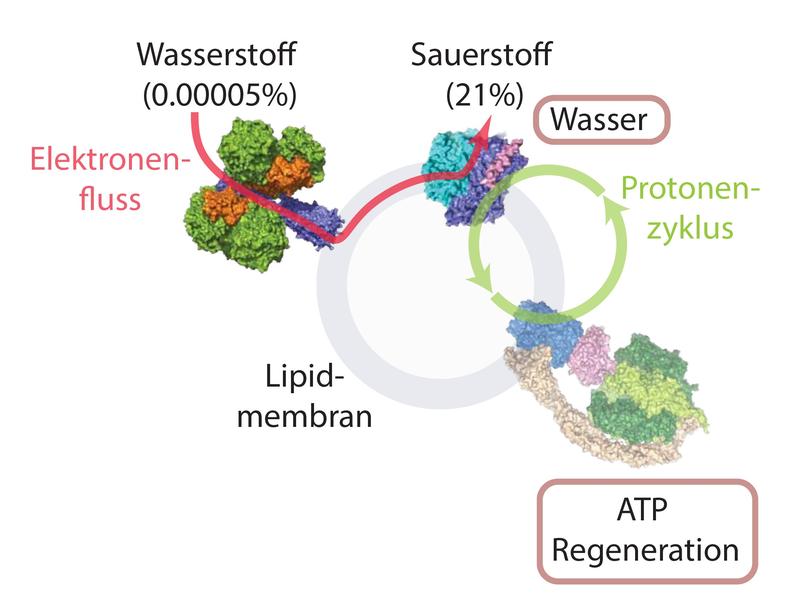 Schematische Darstellung des Prozesses, bei dem aus Wasserstoff und Sauerstoff Energie in Form von ATP gebildet wird.