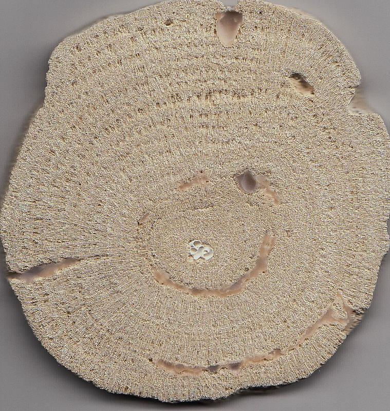 Querschnitt durch eine kugelförmige Porites Rollkoralle aus den Miozän-zeitlichen Ablagerungen des Wiener Beckens. 