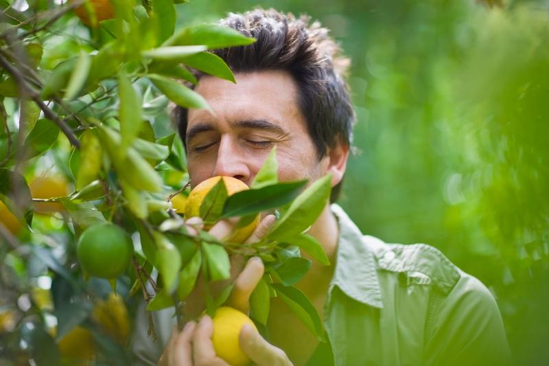 In der Studie wurden folgende Gerüche analysiert: Orange, Schuhleder, Zimt, Pfefferminz, Banane, Zitrone, Lakritz, Kaffee, Gewürznelke, Ananas, Rose und Fisch.