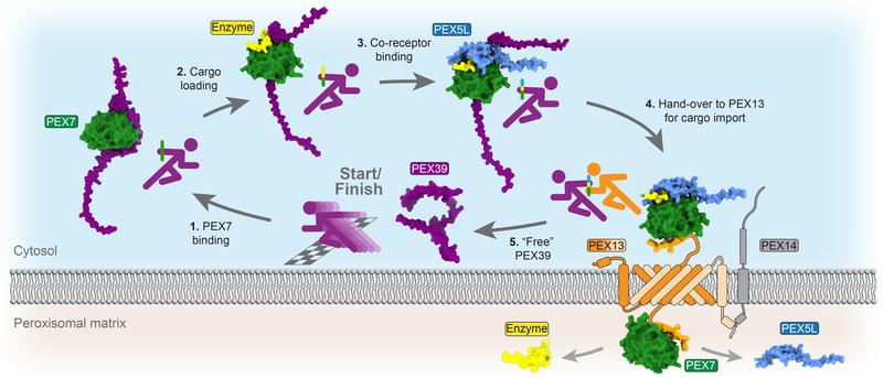 Wie bei einem Staffel-Lauf: Das Protein PEX39 (lila) trägt Enzyme (gelb) wie einen Staffelstab zu den Peroxisomen. Dort wird die Fracht von einem anderen PEX-Protein durch die Membran geschleust.